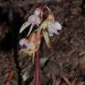 Fotografia 11 da espécie Epipogium aphyllum do Jardim Botânico UTAD