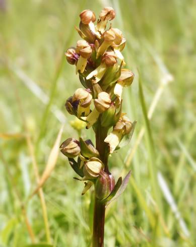 Fotografia de capa Dactylorhiza viridis - do Jardim Botânico