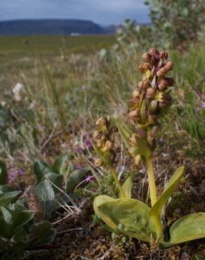 Fotografia 7 da espécie Dactylorhiza viridis no Jardim Botânico UTAD