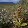 Fotografia 7 da espécie Dactylorhiza viridis do Jardim Botânico UTAD