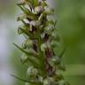 Fotografia 8 da espécie Dactylorhiza viridis do Jardim Botânico UTAD