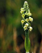 Fotografia da espécie Pseudorchis albida