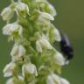 Fotografia 6 da espécie Pseudorchis albida do Jardim Botânico UTAD