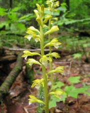 Fotografia da espécie Corallorhiza trifida