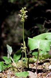 Fotografia da espécie Corallorhiza trifida