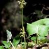 Fotografia 5 da espécie Corallorhiza trifida do Jardim Botânico UTAD