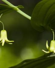 Fotografia da espécie Streptopus amplexifolius