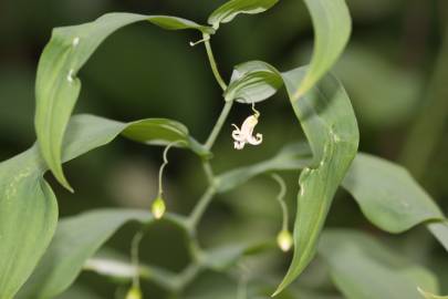 Fotografia da espécie Streptopus amplexifolius