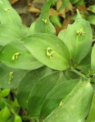 Ruscus hypophyllum