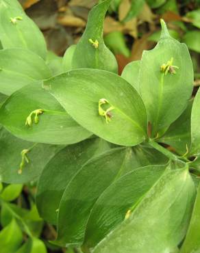 Fotografia 1 da espécie Ruscus hypophyllum no Jardim Botânico UTAD