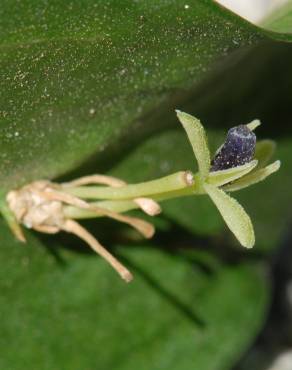 Fotografia 3 da espécie Ruscus hypophyllum no Jardim Botânico UTAD