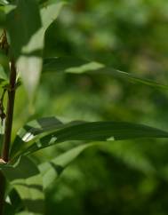 Polygonatum verticillatum