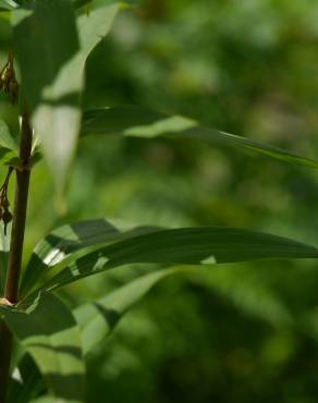 Fotografia 1 da espécie Polygonatum verticillatum no Jardim Botânico UTAD