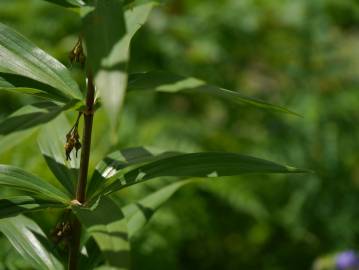 Fotografia da espécie Polygonatum verticillatum
