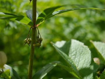 Fotografia da espécie Polygonatum verticillatum