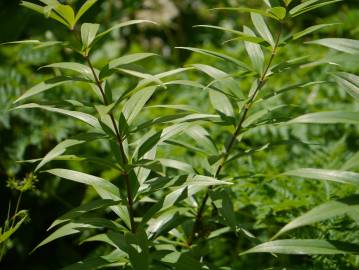 Fotografia da espécie Polygonatum verticillatum