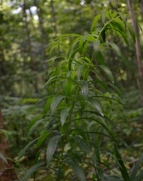 Fotografia 4 da espécie Polygonatum verticillatum no Jardim Botânico UTAD