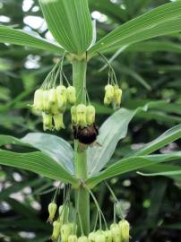 Fotografia da espécie Polygonatum verticillatum