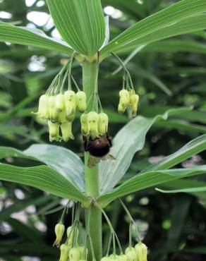 Fotografia 5 da espécie Polygonatum verticillatum no Jardim Botânico UTAD