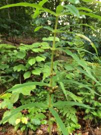 Fotografia da espécie Polygonatum verticillatum