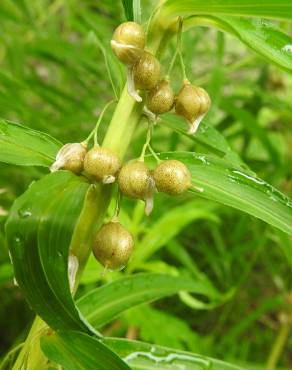 Fotografia 8 da espécie Polygonatum verticillatum no Jardim Botânico UTAD