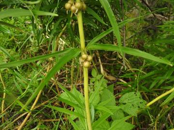 Fotografia da espécie Polygonatum verticillatum