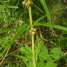 Fotografia 9 da espécie Polygonatum verticillatum do Jardim Botânico UTAD