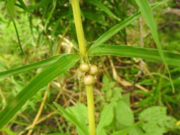 Fotografia da espécie Polygonatum verticillatum