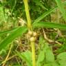 Fotografia 10 da espécie Polygonatum verticillatum do Jardim Botânico UTAD