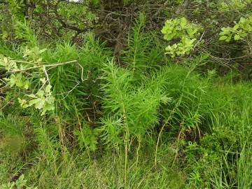 Fotografia da espécie Polygonatum verticillatum