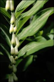 Fotografia da espécie Polygonatum multiflorum