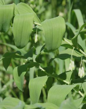 Fotografia 4 da espécie Polygonatum multiflorum no Jardim Botânico UTAD