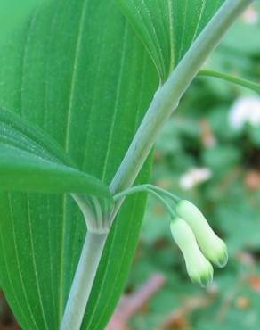 Fotografia 5 da espécie Polygonatum multiflorum no Jardim Botânico UTAD