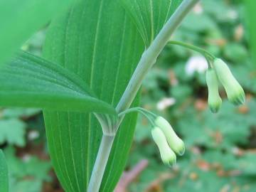 Fotografia da espécie Polygonatum multiflorum