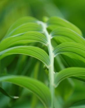 Fotografia 6 da espécie Polygonatum multiflorum no Jardim Botânico UTAD