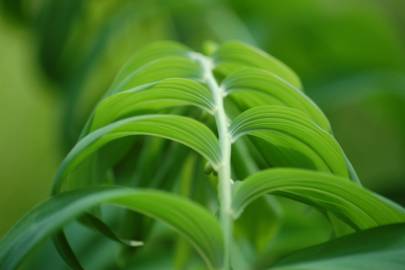 Fotografia da espécie Polygonatum multiflorum