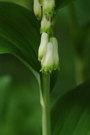 Fotografia da espécie Polygonatum multiflorum