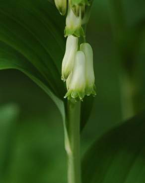 Fotografia 7 da espécie Polygonatum multiflorum no Jardim Botânico UTAD