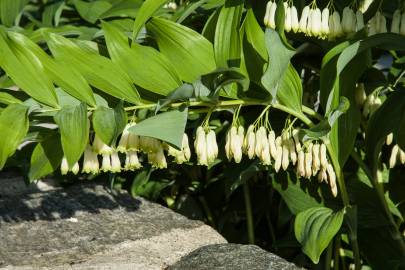 Fotografia da espécie Polygonatum multiflorum