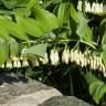 Fotografia 8 da espécie Polygonatum multiflorum do Jardim Botânico UTAD