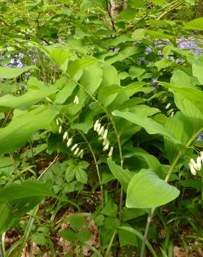 Fotografia 9 da espécie Polygonatum multiflorum no Jardim Botânico UTAD