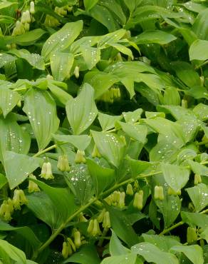 Fotografia 10 da espécie Polygonatum multiflorum no Jardim Botânico UTAD
