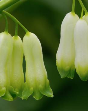 Fotografia 1 da espécie Polygonatum multiflorum no Jardim Botânico UTAD