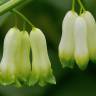 Fotografia 1 da espécie Polygonatum multiflorum do Jardim Botânico UTAD