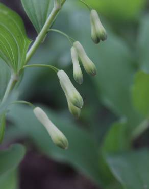 Fotografia 12 da espécie Polygonatum multiflorum no Jardim Botânico UTAD