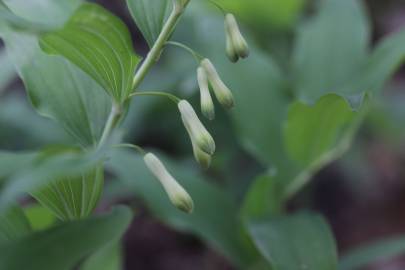 Fotografia da espécie Polygonatum multiflorum