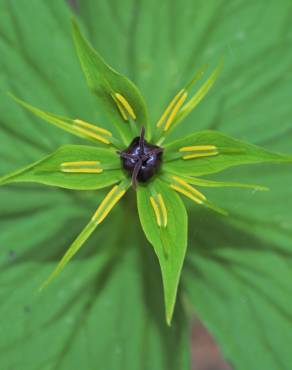 Fotografia 3 da espécie Paris quadrifolia no Jardim Botânico UTAD