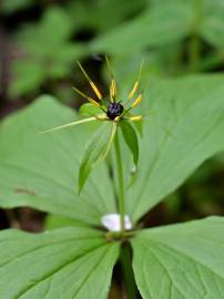 Fotografia da espécie Paris quadrifolia