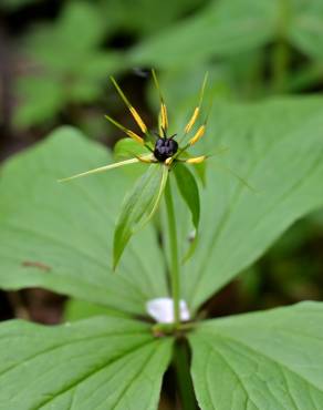 Fotografia 5 da espécie Paris quadrifolia no Jardim Botânico UTAD