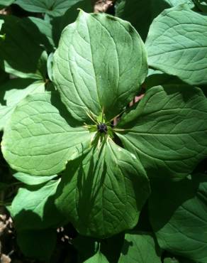 Fotografia 8 da espécie Paris quadrifolia no Jardim Botânico UTAD